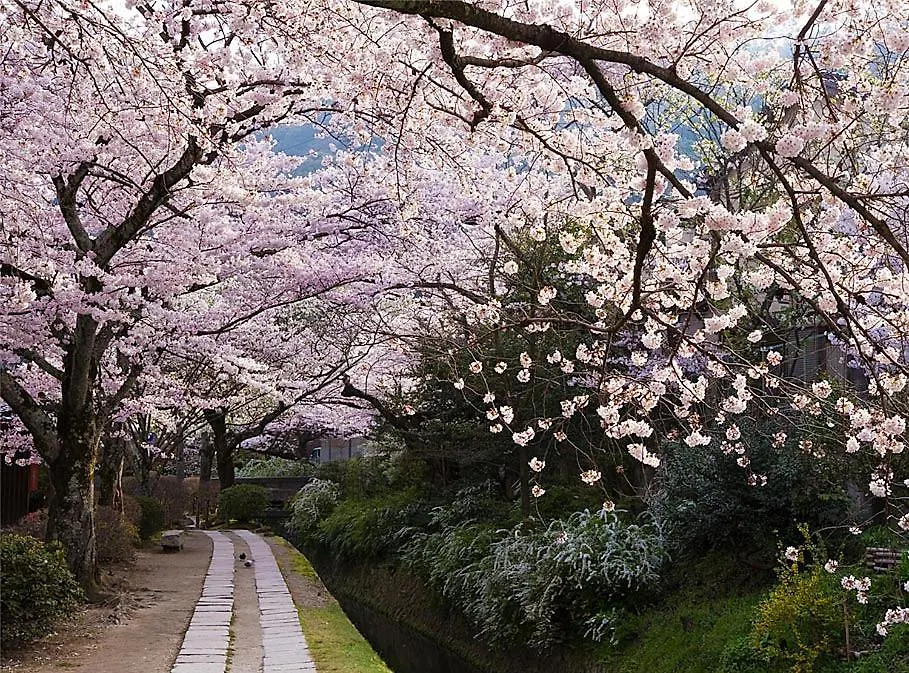 My Kyoto Pied A Terre Ninoan 빌라
